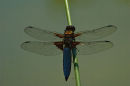 Dragon fly